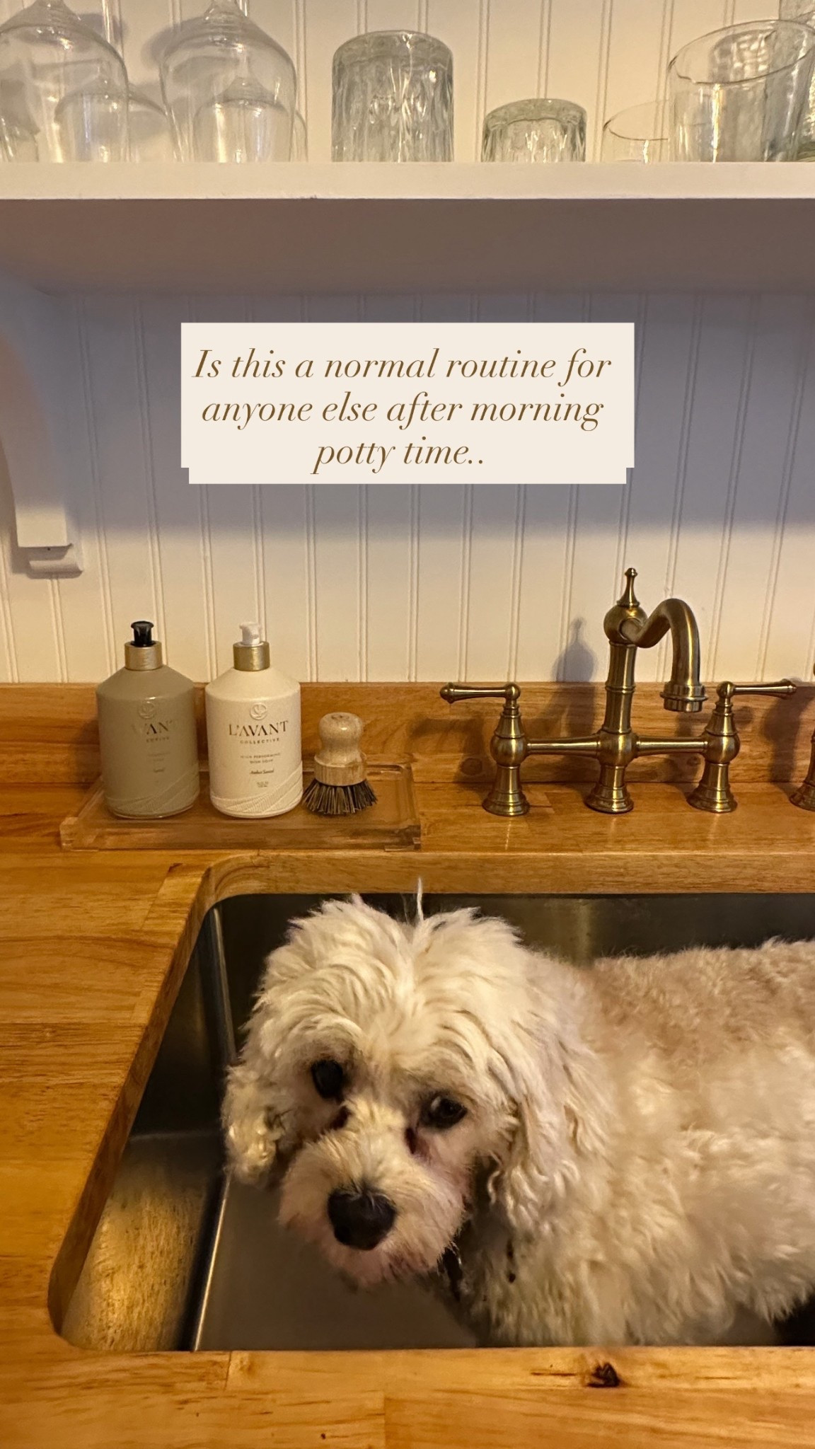 Is this a normal routine for anyone else after morning potty time 🐶

#LTKmorningroutine #LTKdayinmylife #LTKmomlife