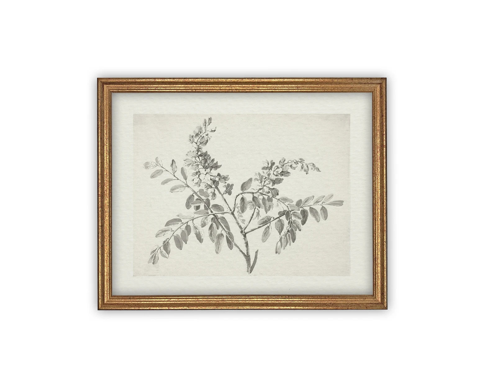 Vintage Botanical Sketch: Framed Canvas Farmhouse Print | Etsy (US)