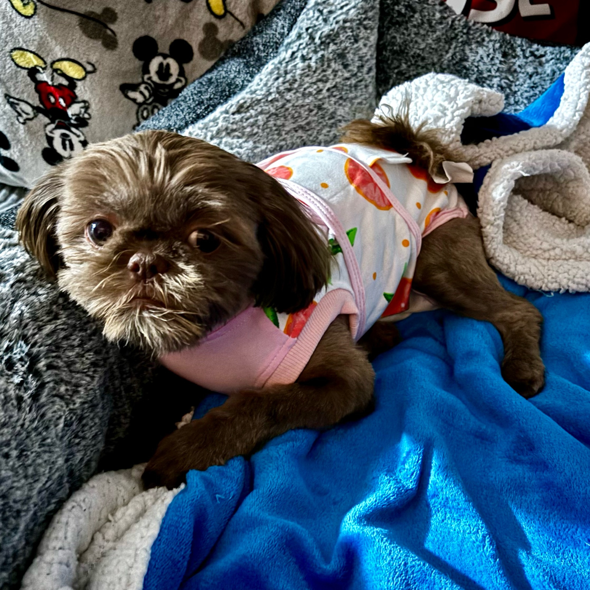 Ditch the cone and help your furry friend heal in comfort! This Kuoser recovery suit is breathable, secure, and perfect for post-surgery healing—no more licking, scratching, or stress. Designed for both dogs and cats, it’s a gentle, vet-approved alternative that actually stays in place. Linked on my LTK so your pet can recover in style (and comfort!). 

#LTKHome #LTKFamily #LTKSaleAlert