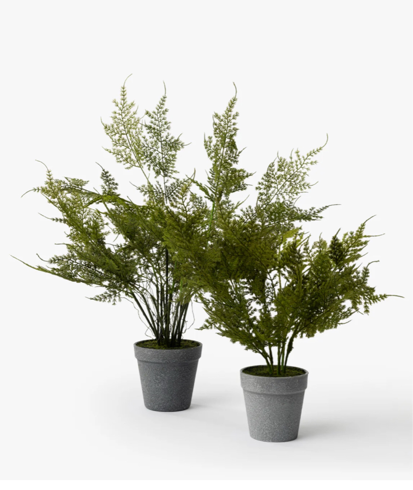 Faux Plumosa Fern Drop-In
McGee & co
Home decor 

#LTKHome #LTKStyleTip #LTKFindsUnder50