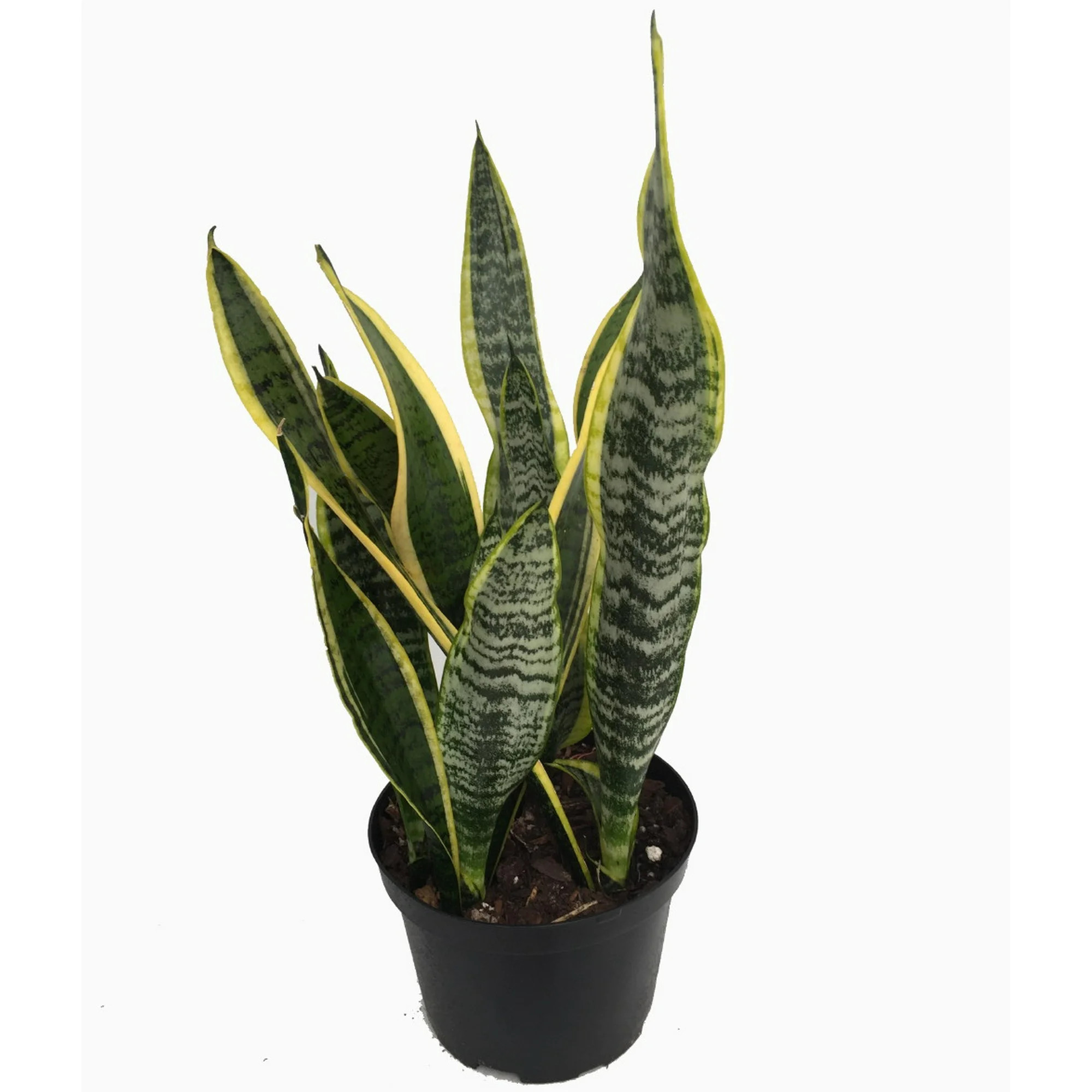 Laurentii Snake Plant - Sansevieria - Impossible to kill! - 6" Pot | Walmart (US)