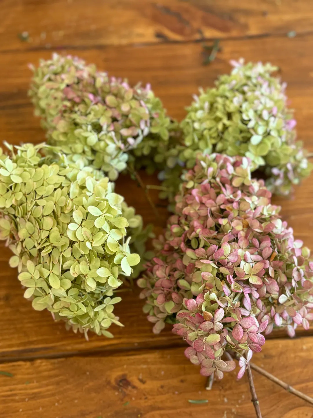 Dried Limelight Hydrangea Stems, Dried Flowers, Dried Flower Heads, Dried Flower Craft Kit, DIY W... | Etsy (US)