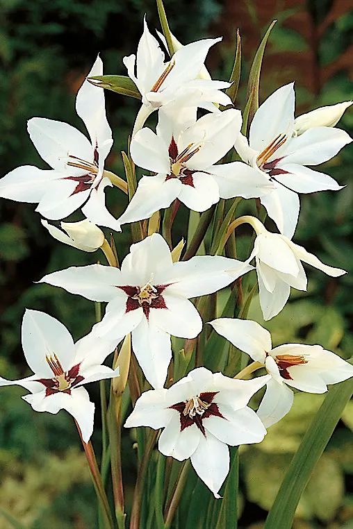 Gladiolus acidanthra Bulbs | Terrain
