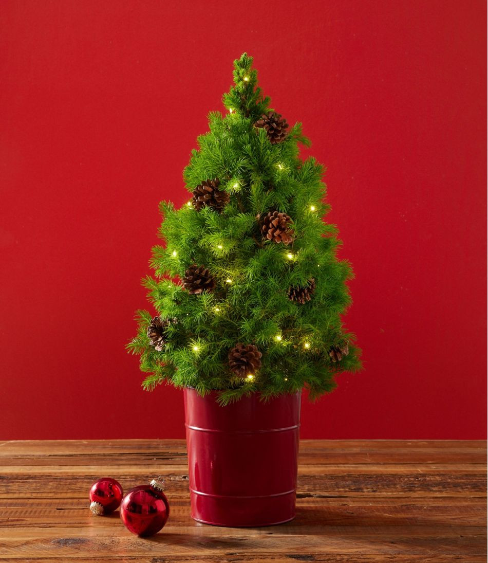 Woodland Tabletop Live Tree With Lights | L.L. Bean