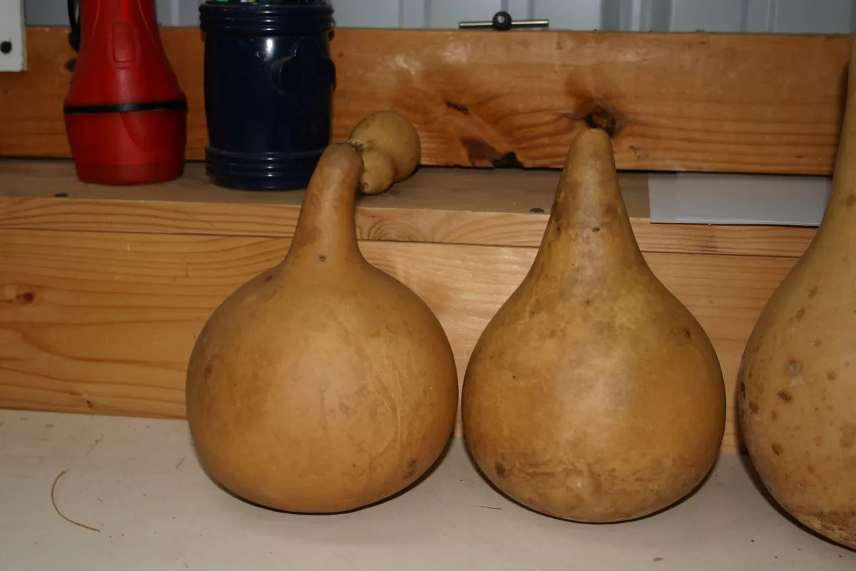 GOURDS  6 -  UNDER 5" SECOND  QUALITY MARTIN GOURDS (DRIED  AND CLEANED)  | eBay | eBay US