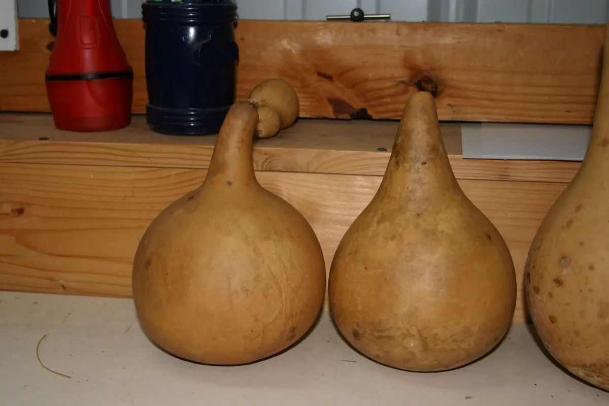 GOURDS  6 -  UNDER 5&#034; SECOND  QUALITY MARTIN GOURDS (DRIED  AND CLEANED)  | eBay | eBay US