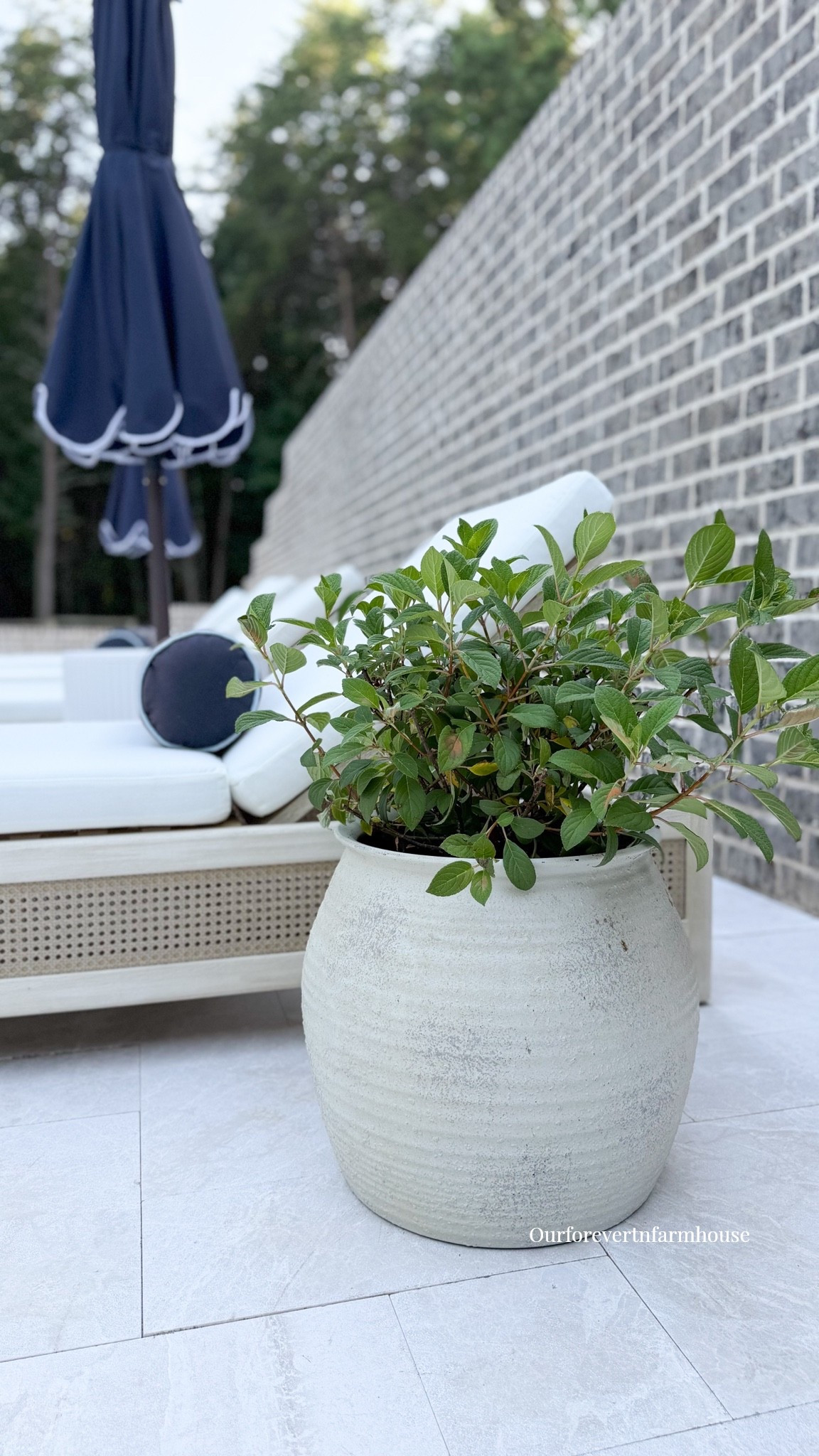 @Plant Addicts #ad

I may have just found my new favorite way to shop for plants. 

Did you know you can pick out your plants online and have them shipped straight to your door? Plant Addicts makes it so easy to give your porch, patio, or outdoor space a little refresh without having to load up the car and haul everything home.

I linked the plants I picked out on my LTK if you want to take a look! 🤍

#LTKHome #LTKSeasonal