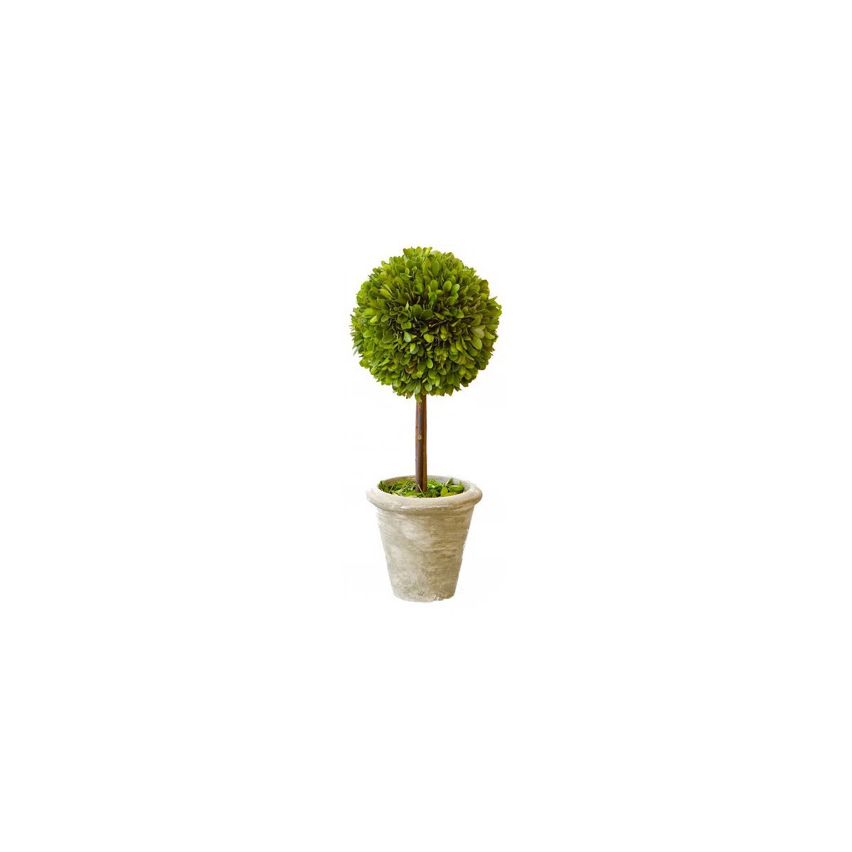 Topiary in Ceramic Pot (Set of 2) | Wayfair North America