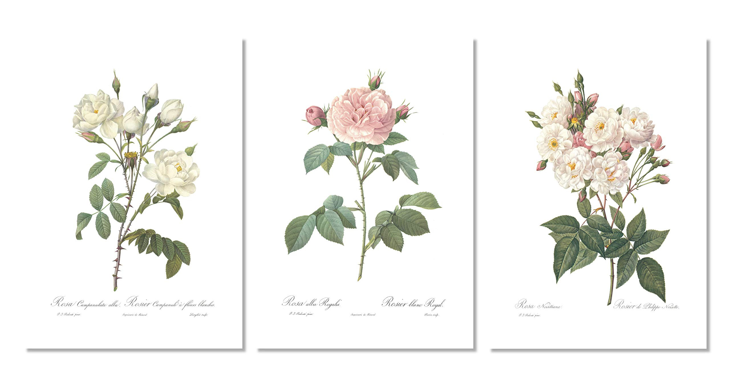 Ink Inc. Vintage Botanical Prints | Roses White Pink Wall Art | Floral Decor | Set of 3 8"x10" Un... | Amazon (US)