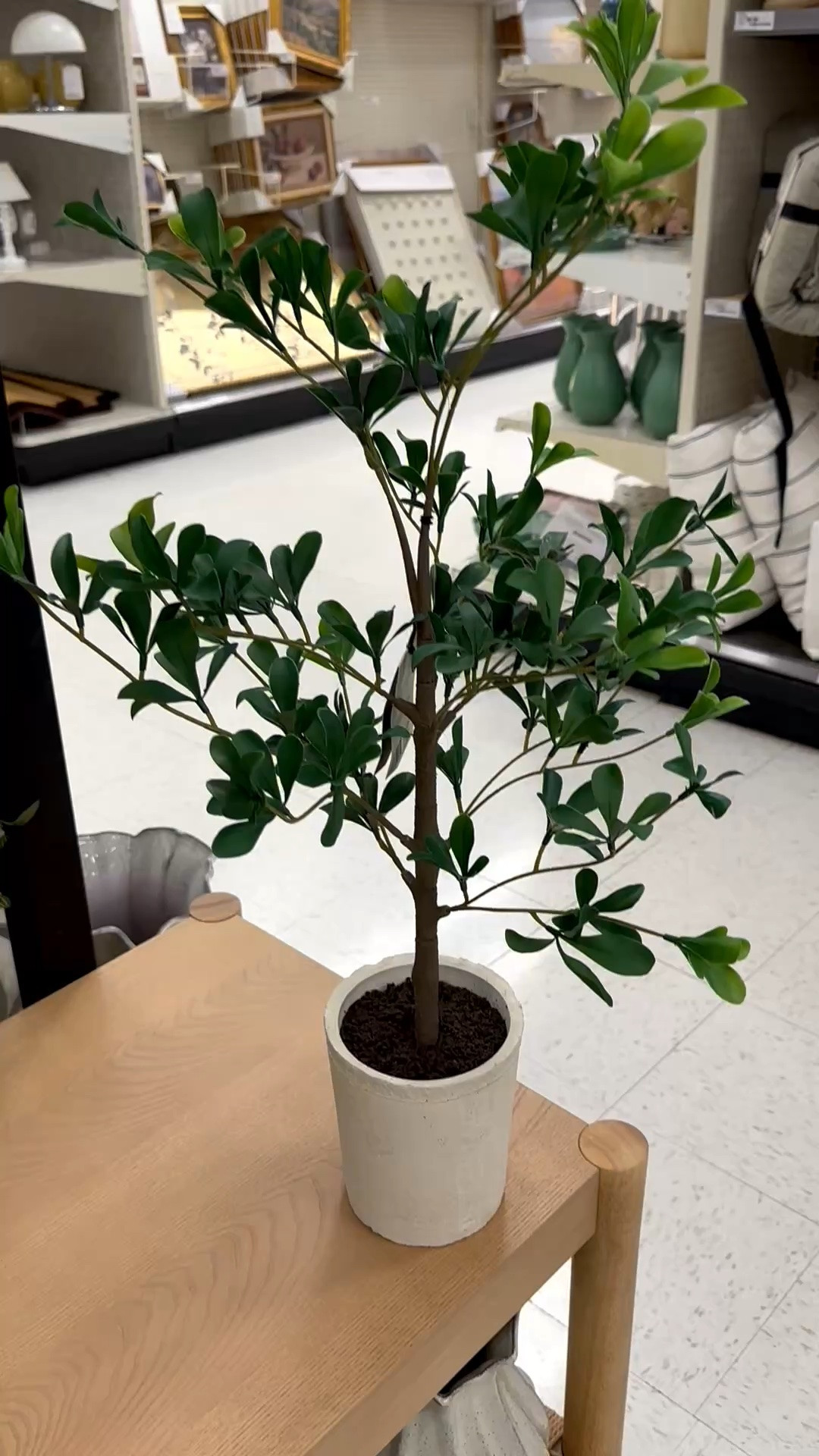 The sweetest faux black olive tree in a pretty pot! @Target #sponsored

#LTKHome #LTKSaleAlert #LTKSeasonal