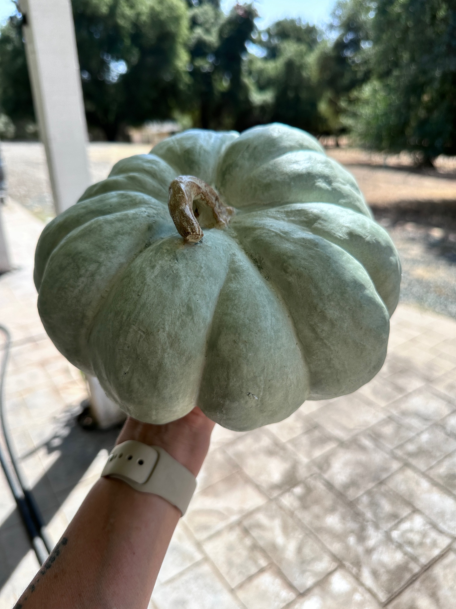 Give Me Green 🍃 Pottery Barn Pumpkin On SALE! 
#FallDecor #FallIdeas #PorchDecor #WestElm #PotteryBarn #HomeDecor

#LTKSeasonal #LTKhome #LTKfindsunder50