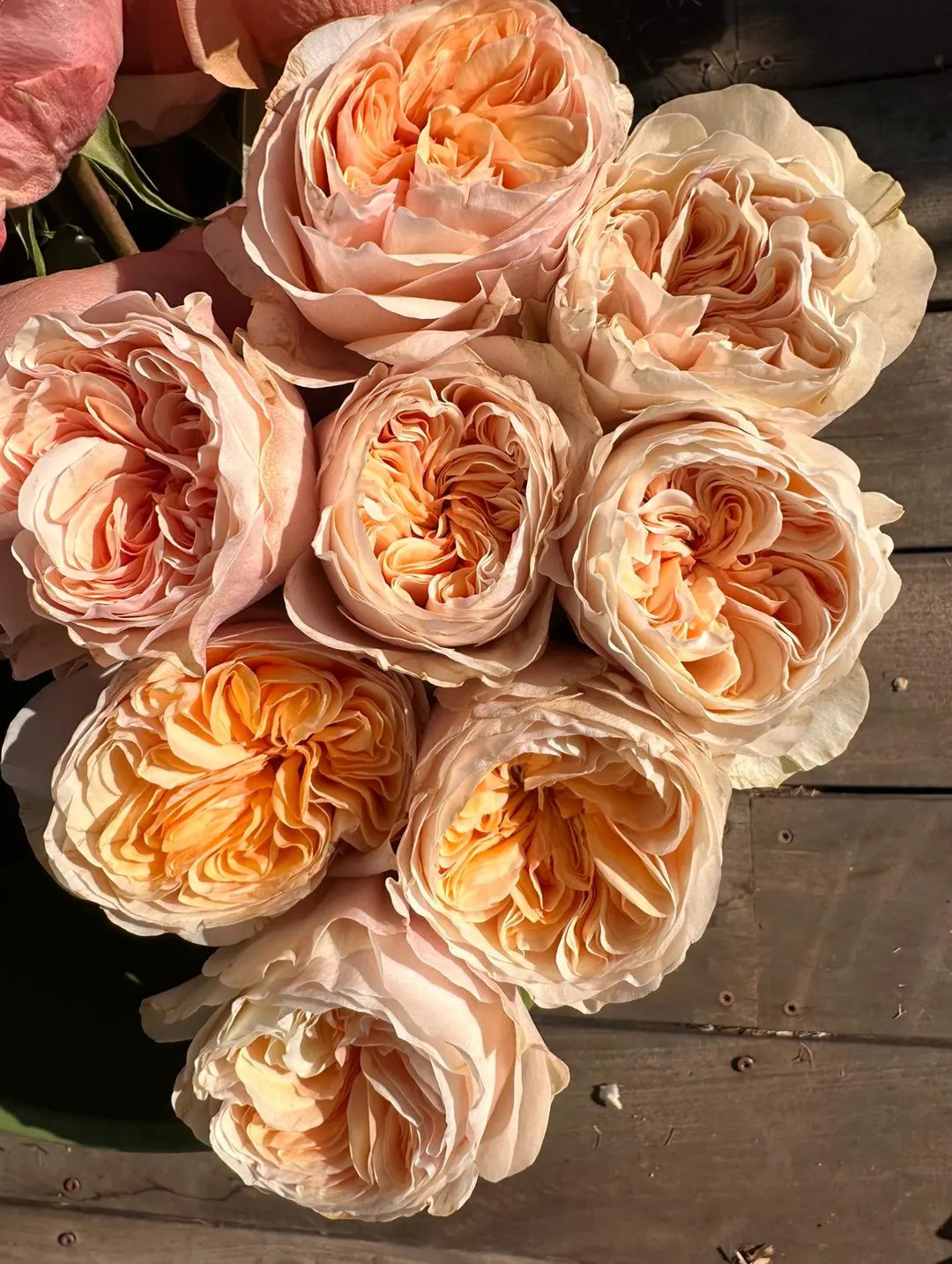 Cream Xpression — Rare Rose Live Plant  — Elegant Creamy Ivory Ruffled — Dutch De Ruiter Fl... | Etsy (US)