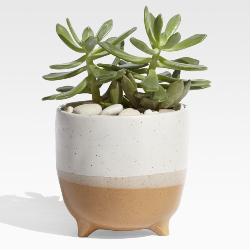Arley Terracotta Footed Planter + Reviews | Crate and Barrel | Crate & Barrel