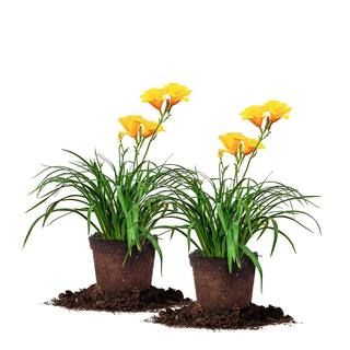 Perfect Plants 1 Gal. Stella D'Oro Daylily Plant (2-Pack)-THD00207 - The Home Depot | The Home Depot