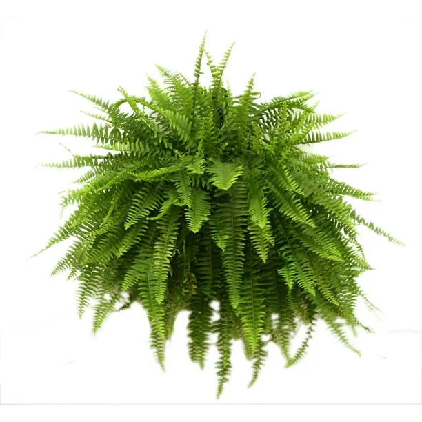 Costa Farms Expert Gardener Live Indoor 16in. Tall Green Boston Fern; Bright, Indirect Sunlight P... | Walmart (US)