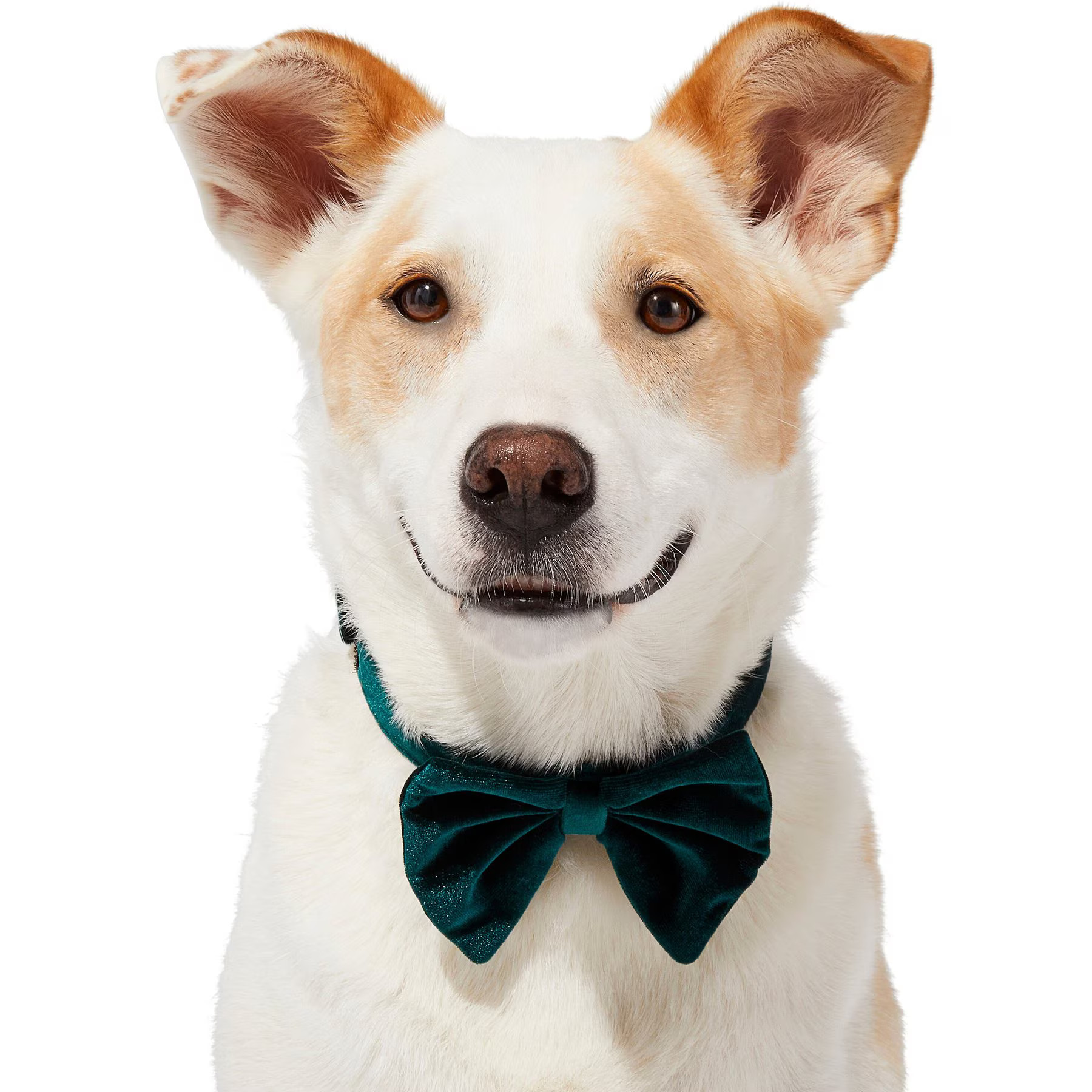 FRISCO Green Velvet Dog & Cat Bow Tie, Medium/Large - Chewy.com | Chewy.com