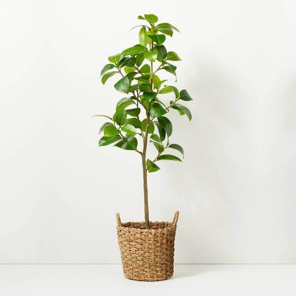 65" Faux Audrey Ficus Tree in Planter - Hearth & Hand™ with Magnolia | Target