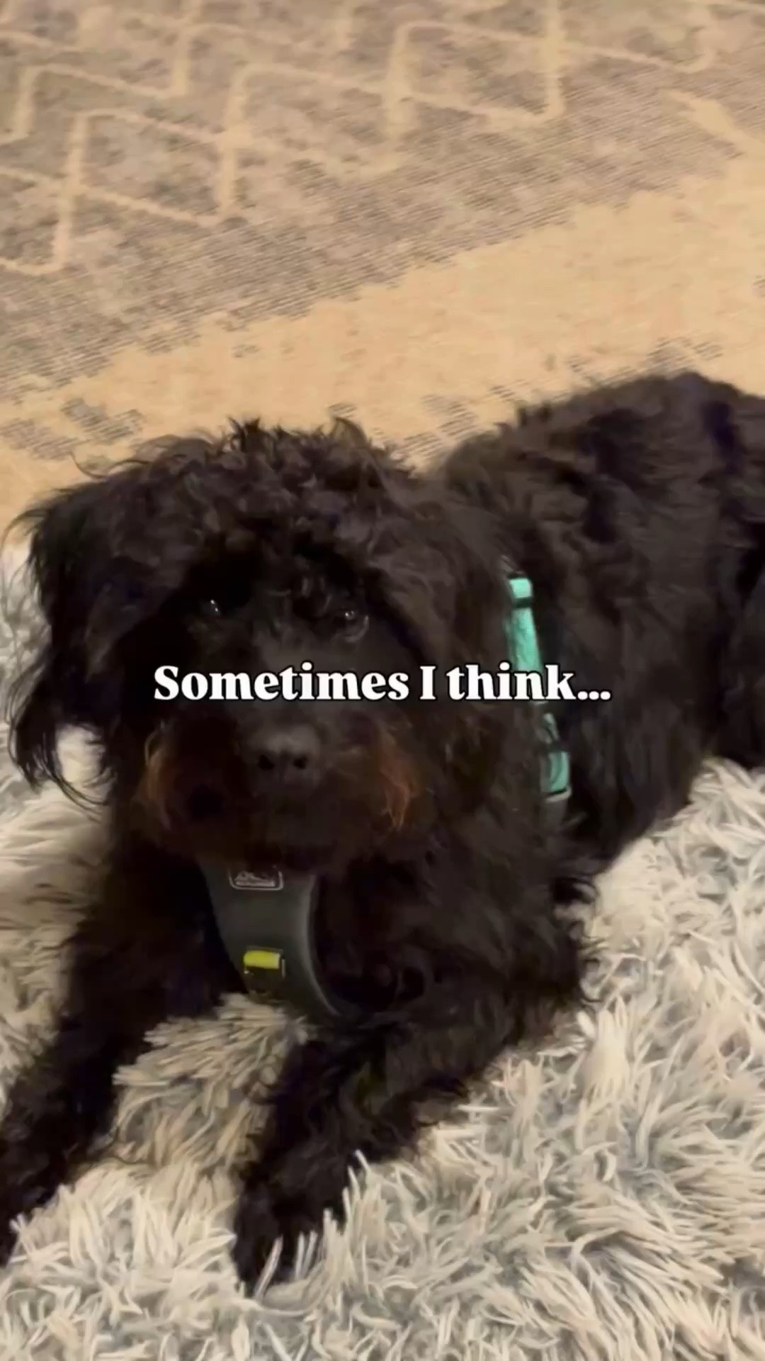 This harness is one of those things you never forget | @coastalpetproducts Link in bio. 
#coastalpets
#paidpost
#gift
#costalpetproducts