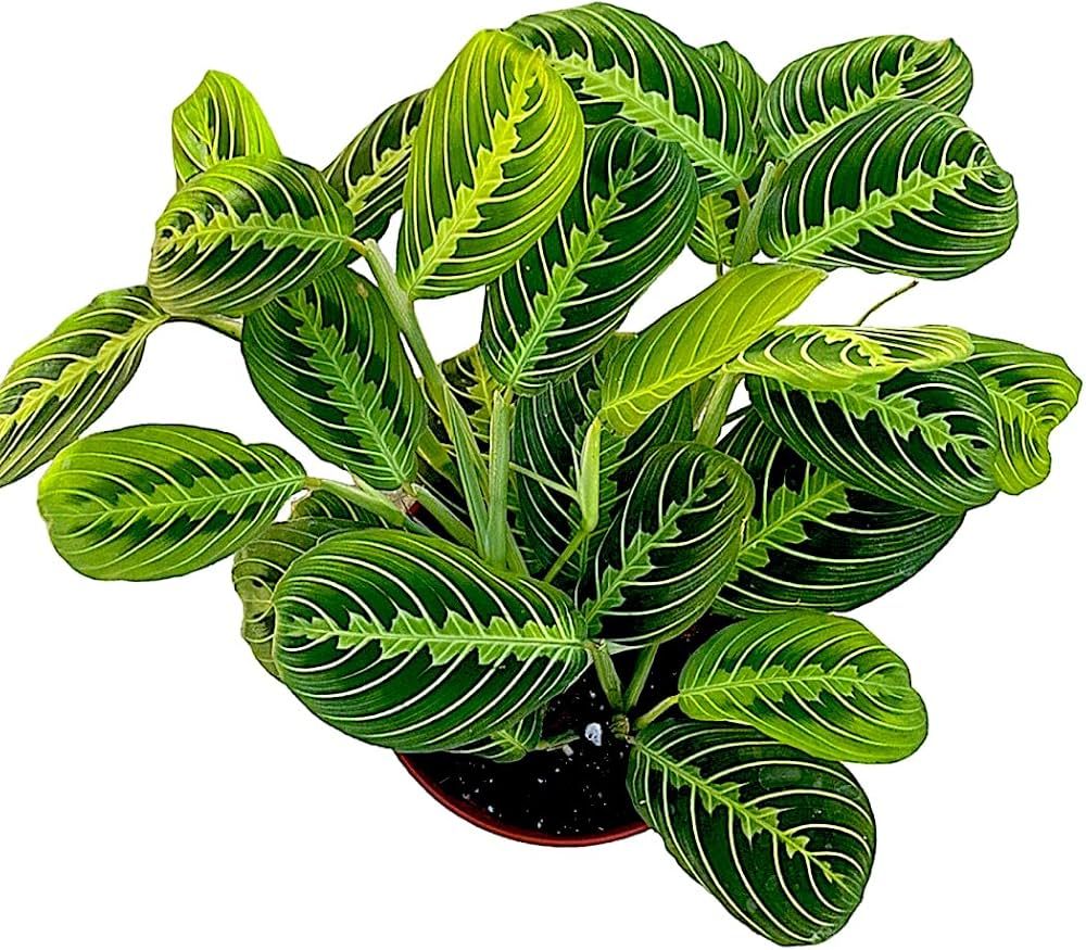 Hopewind Plants Shop- Lemon Lime Prayer Plant, Lemon Lime Maranta, popular and attractive housepl... | Amazon (US)