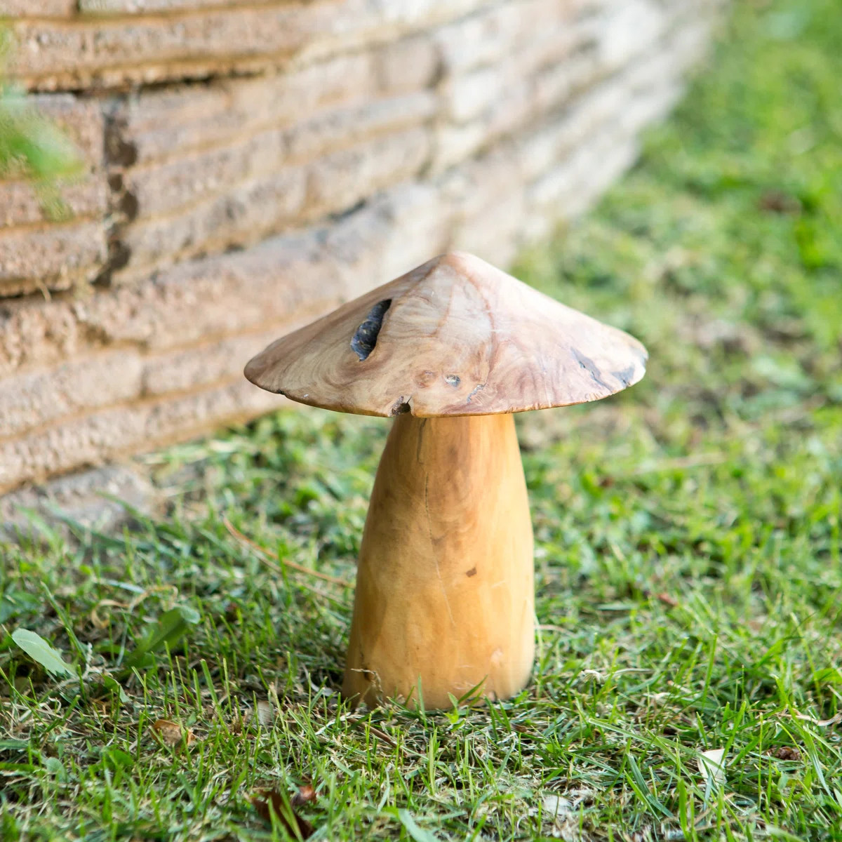 Tea Tree Root Mushroom - Large | Wayfair North America