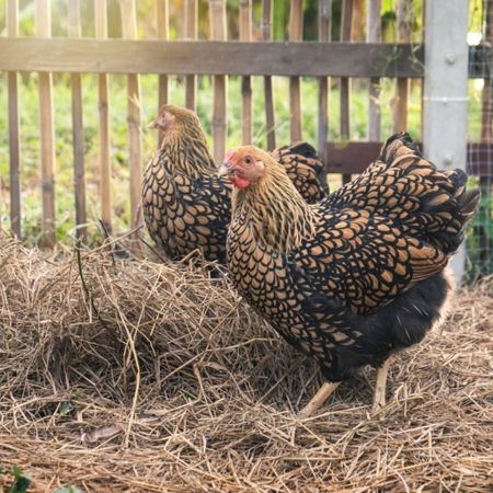 LINK IN BIO Essentials for Raising Backyard Chickens! 🐥 Chickens can bring joy to your life like no others! They are loving, huggable and have been proven to not only reduce stress, but actually bring happiness to your life. So make sure they are well taken care of and know how much you love them. I have put together a list of the things I have in my coop as well as things for them to enjoy and play with. Check it out Here: https://amzn.to/3OQO9nn  #backyardchickens  #raisingchickens  #chickenmom  #chickenmama  #crazychickenlady #amazonfinds 

#LTKfindsunder100 #LTKhome #LTKsalealert