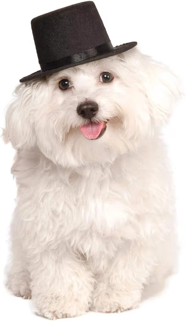 Rubies Top Hat Pet Hat for Dogs or Cats, S/M | Amazon (US)