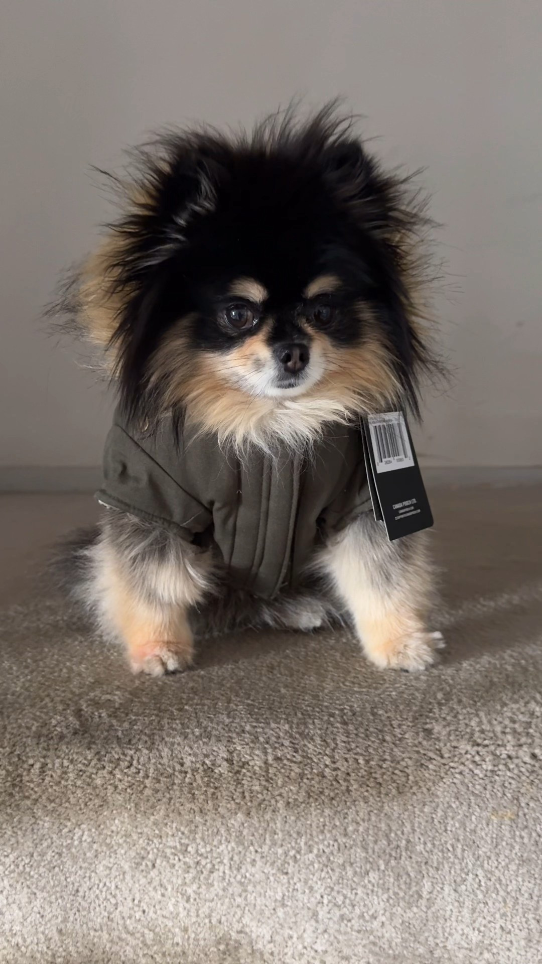 With the weather getting colder it’s time for my pup to be warm and fashionable too! Look at this cute Canada Pup coat! 

We are ready to be cutie patooties while we go potty 🐕‍🦺🤭

#dogs #puppyfashion 

#LTKFindsUnder50 #LTKSaleAlert #LTKSeasonal