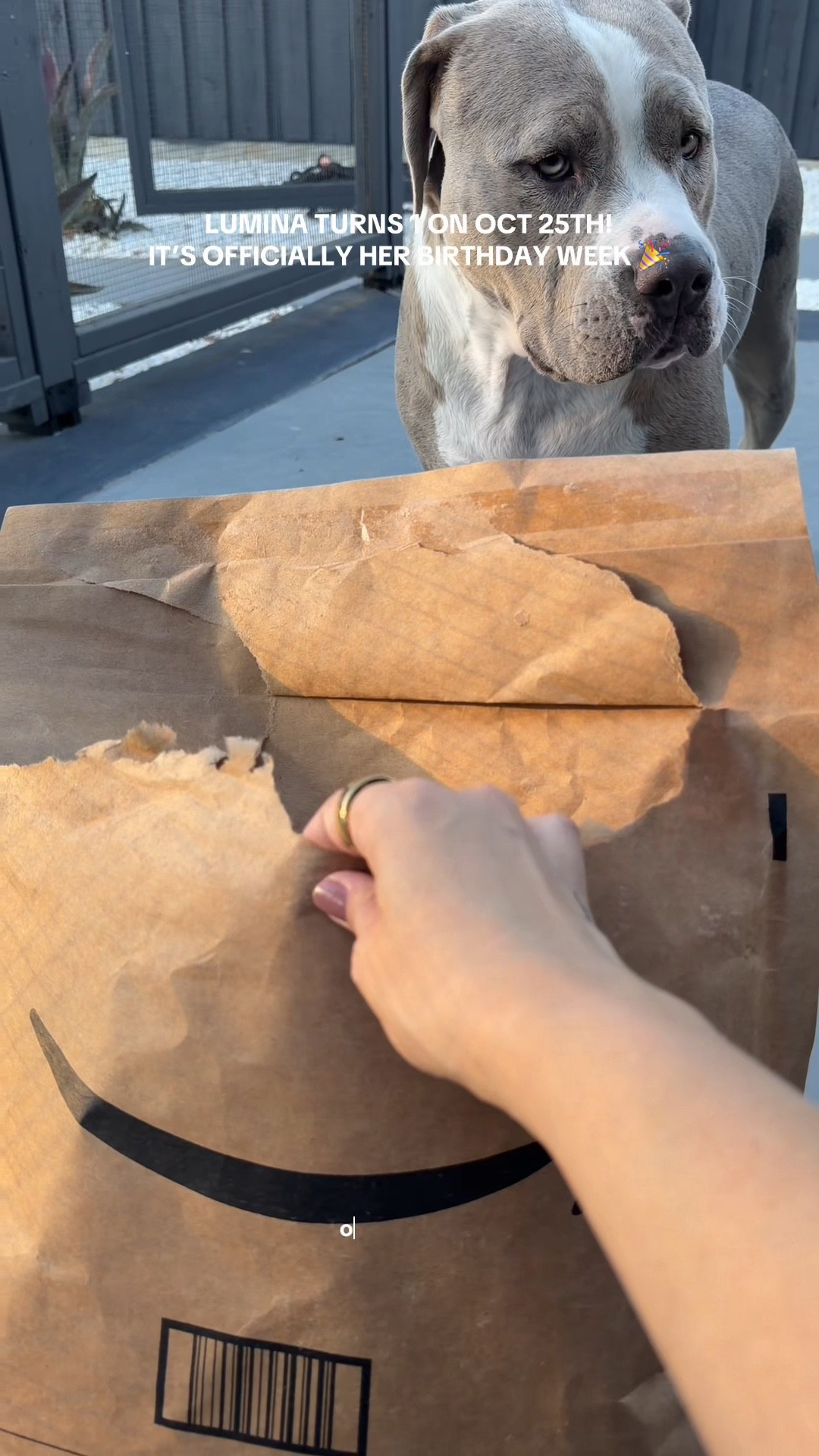 Huge tennis ball for her first birthday present! Your dog will love this! 

#LTKGiftGuide #LTKSeasonal #LTKPets