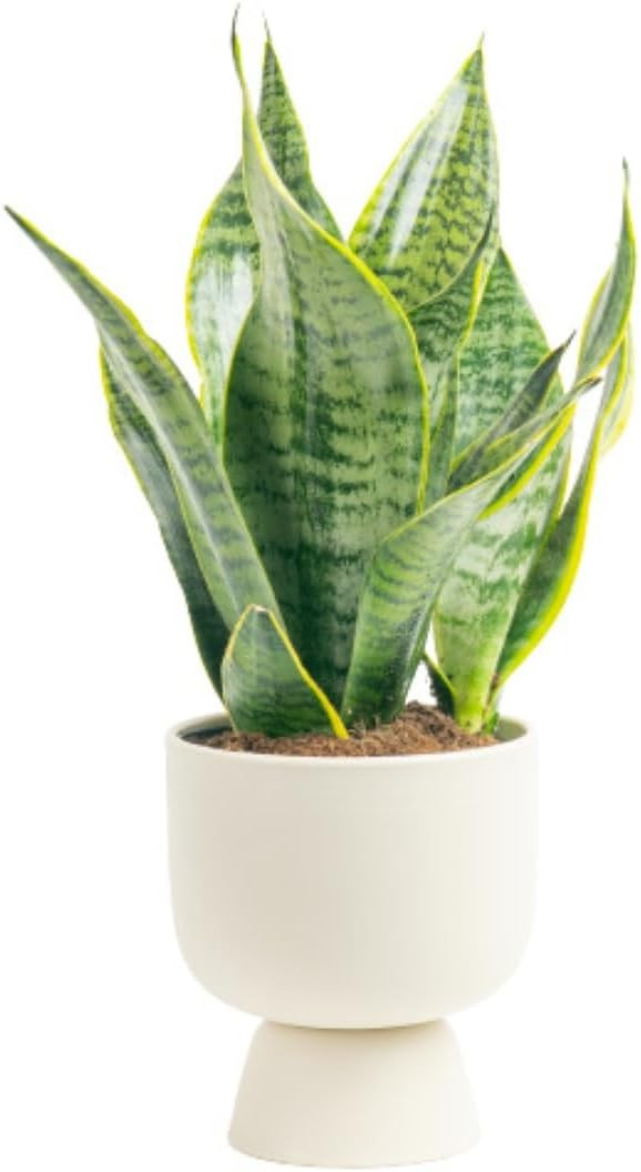 Costa Farms Live Indoor Snake Plant, Sansevieria 12-Inches Tall, Decor Planter | Amazon (US)