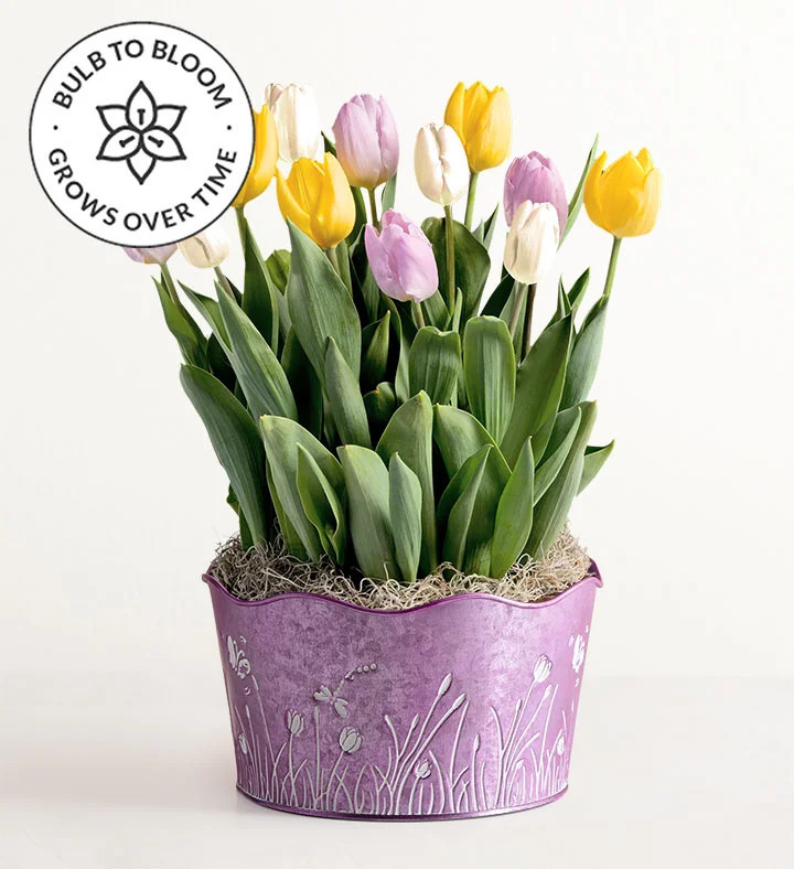1-800-Flowers Flower Delivery Pastel Petals Tulip Garden | 1800flowers.com