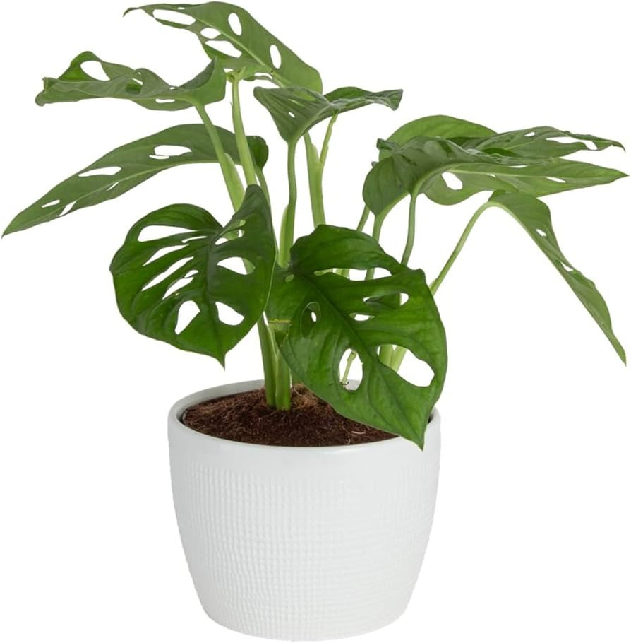 Costa Farms Little Monstera Plant, Easy to Grow Houseplant, Live Indoor Plant Potted in Cute Gard... | Amazon (US)