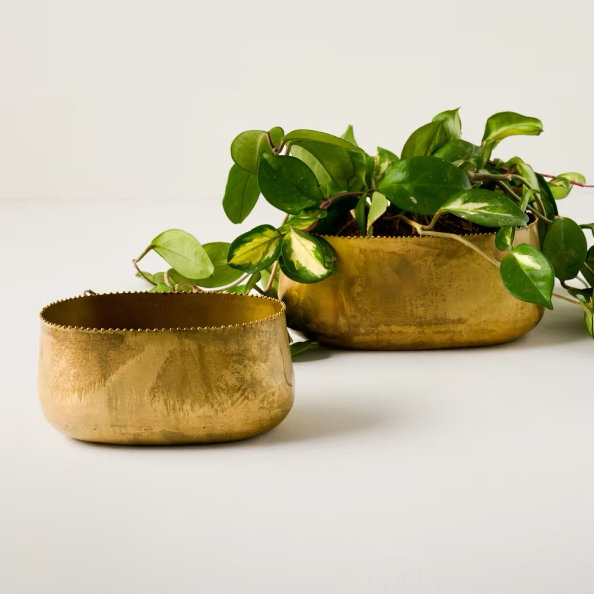 Oval brass planter 

#LTKSeasonal #LTKHome