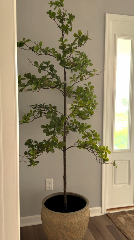 Our shady lady tree is ON SALE for Prime Day!

Faux tree, entryway, corner styling, home decor, Amazon finds

#LTKHome #LTKSaleAlert