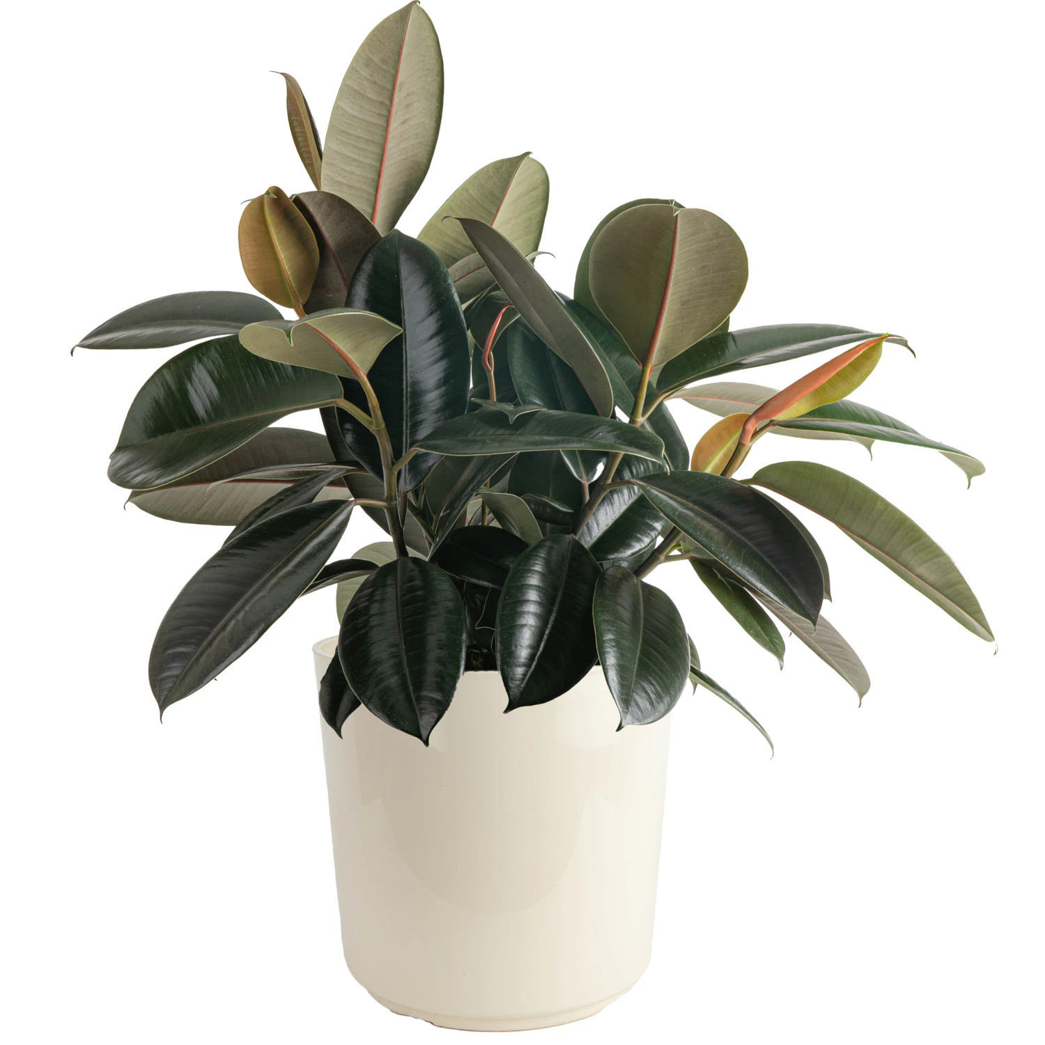 Costa Farms Burgundy Rubber Plant House plant in 10 Inch(es) Planter 1 -Pack one_size | L-BRP-S-NSP-01-LW | Lowe's