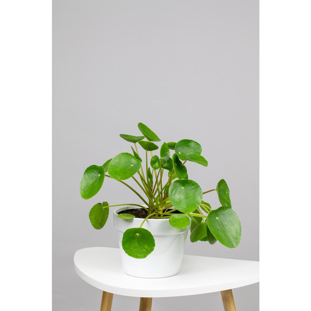 LIVELY ROOT Chinese Money Plant (Pilea Peperomioides) in 6 in. Grower Pot | The Home Depot
