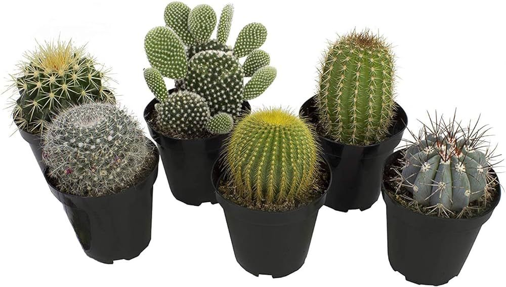 Altman Plants, Assorted Cactus Plants Live Succulents (6 Pack), Live Cactus Plant Lover Gifts, Ca... | Amazon (US)