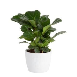 Costa Farms Little Fiddle Leaf Fig in 6in. White Ceramic Planter CO.1.40QFLYRATA - The Home Depot | The Home Depot