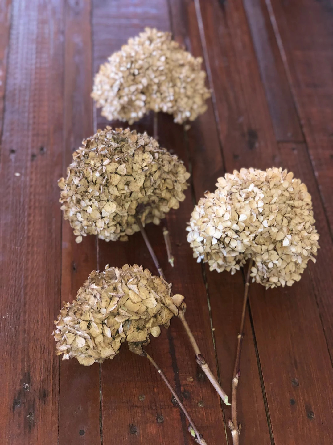 Dried Endless Summer Hydrangea for Weddings-bouquets-dry Flower Arrangements-baskets-craft-champa... | Etsy (US)