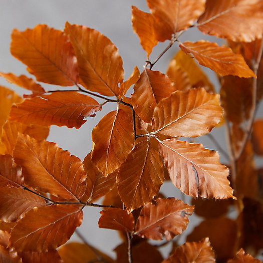 Preserved Beech Leaf Bunch | Terrain