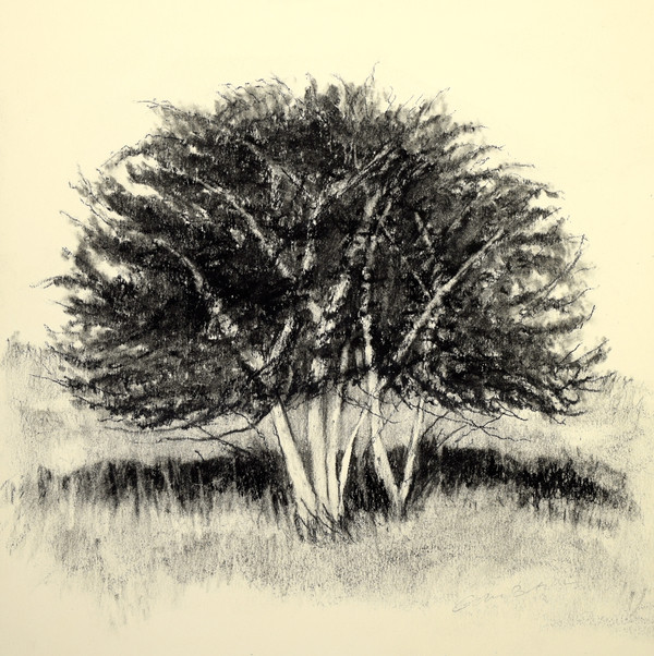 Old Apple Tree | Artfully Walls