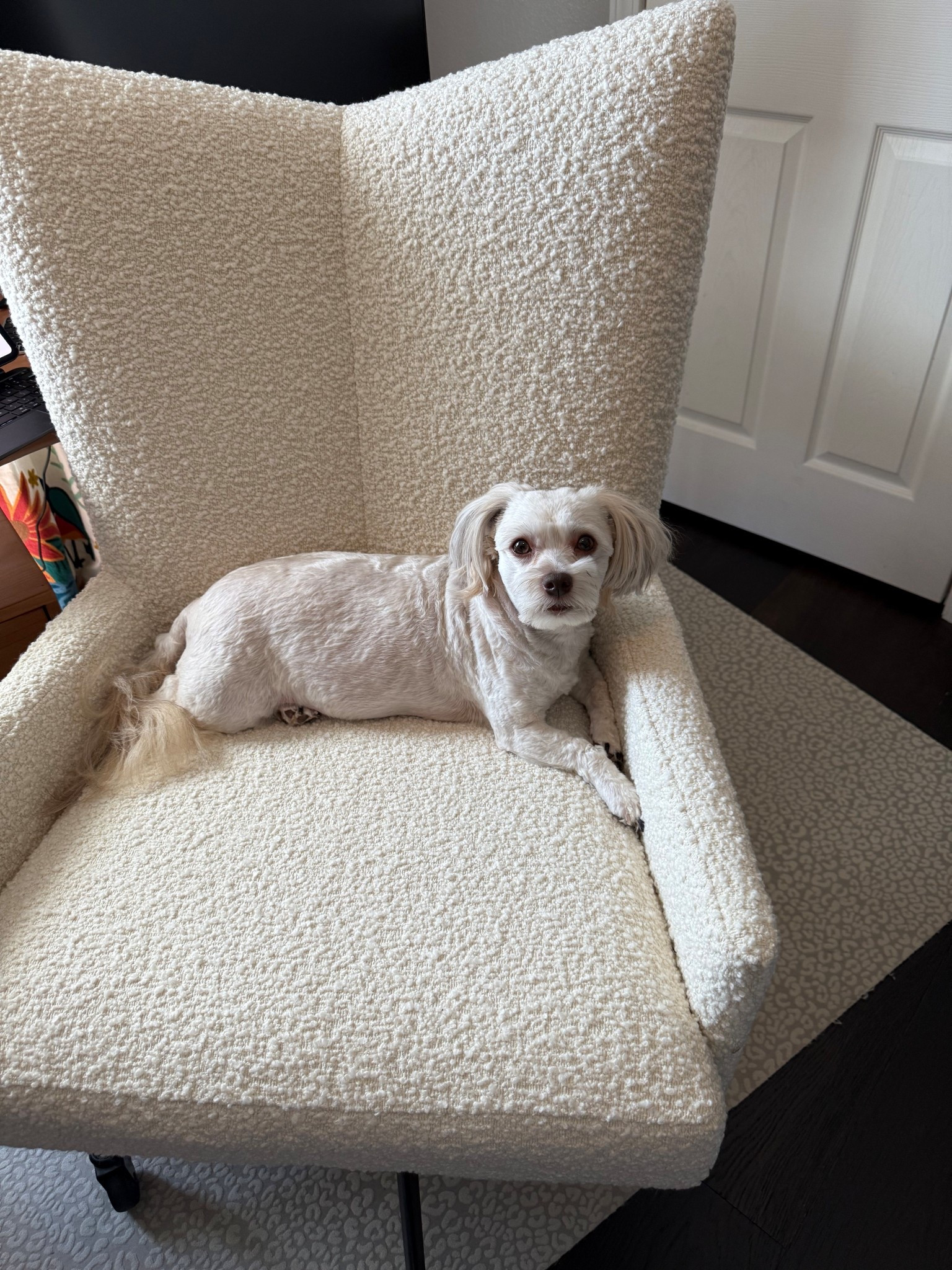 I can’t keep Mia out of this chair - it is that comfortable 💕

#LTKWorkwear #LTKStyleTip #LTKHome