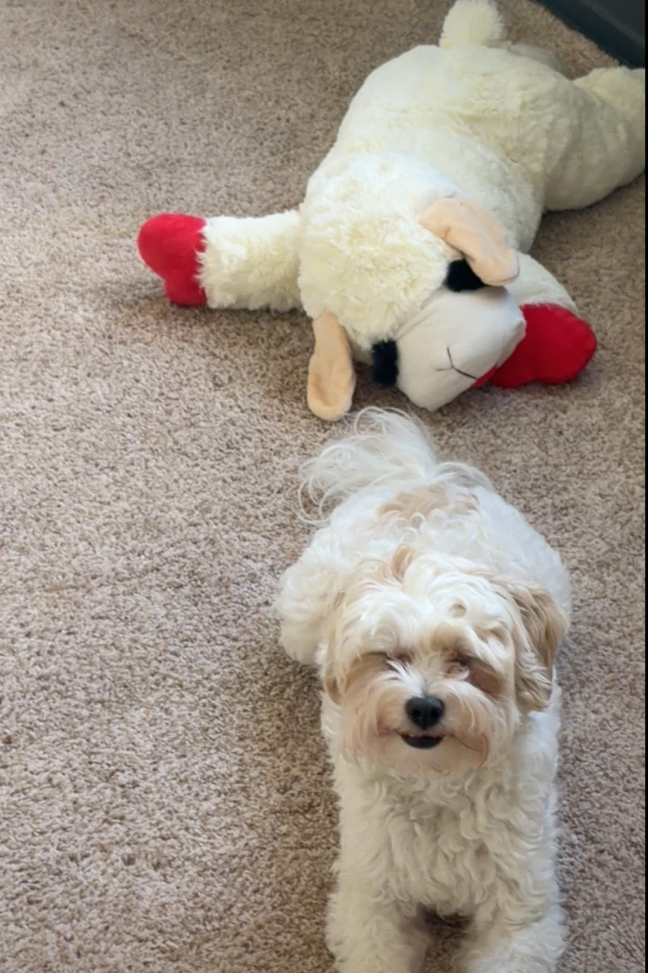 Giant lamb chop ❤️🫶

#LTKdayinmylife #LTKHome #LTKmomlife