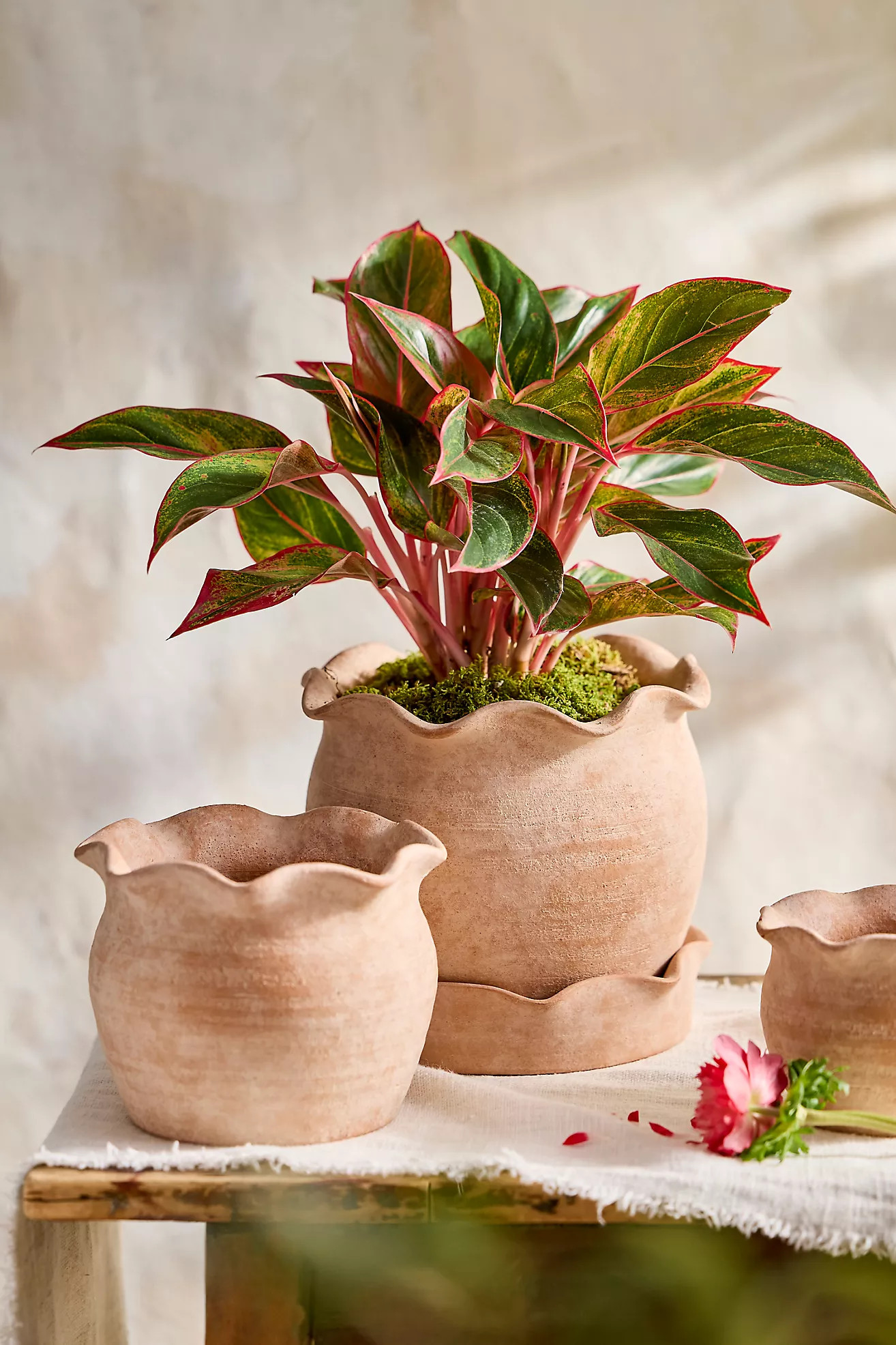 Terracotta Pie Crust Rim Planter, Round | Anthropologie (US)