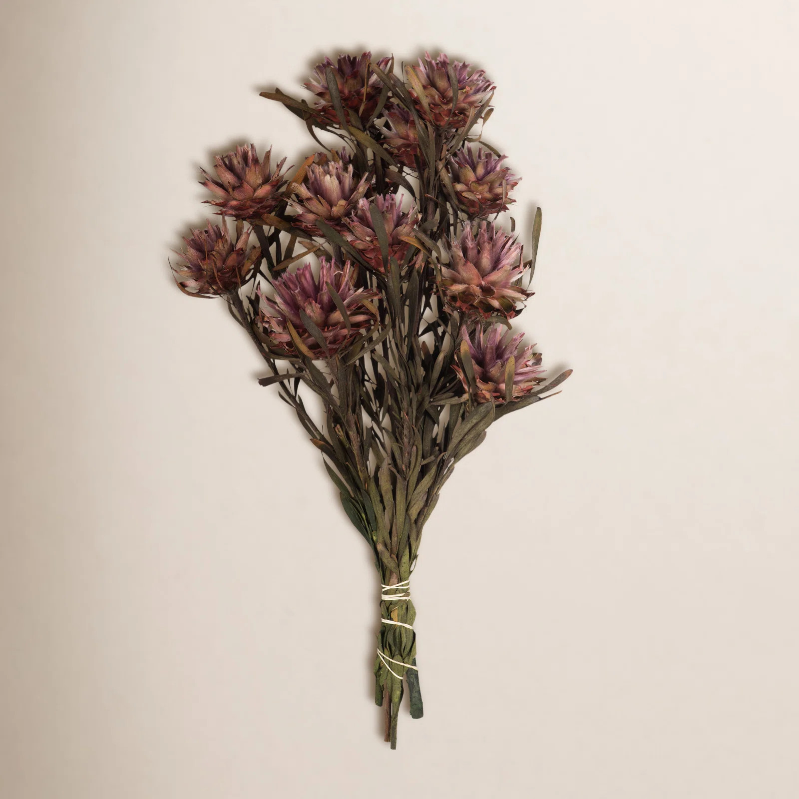 Preserved Plumosum Stems | Joss & Main
