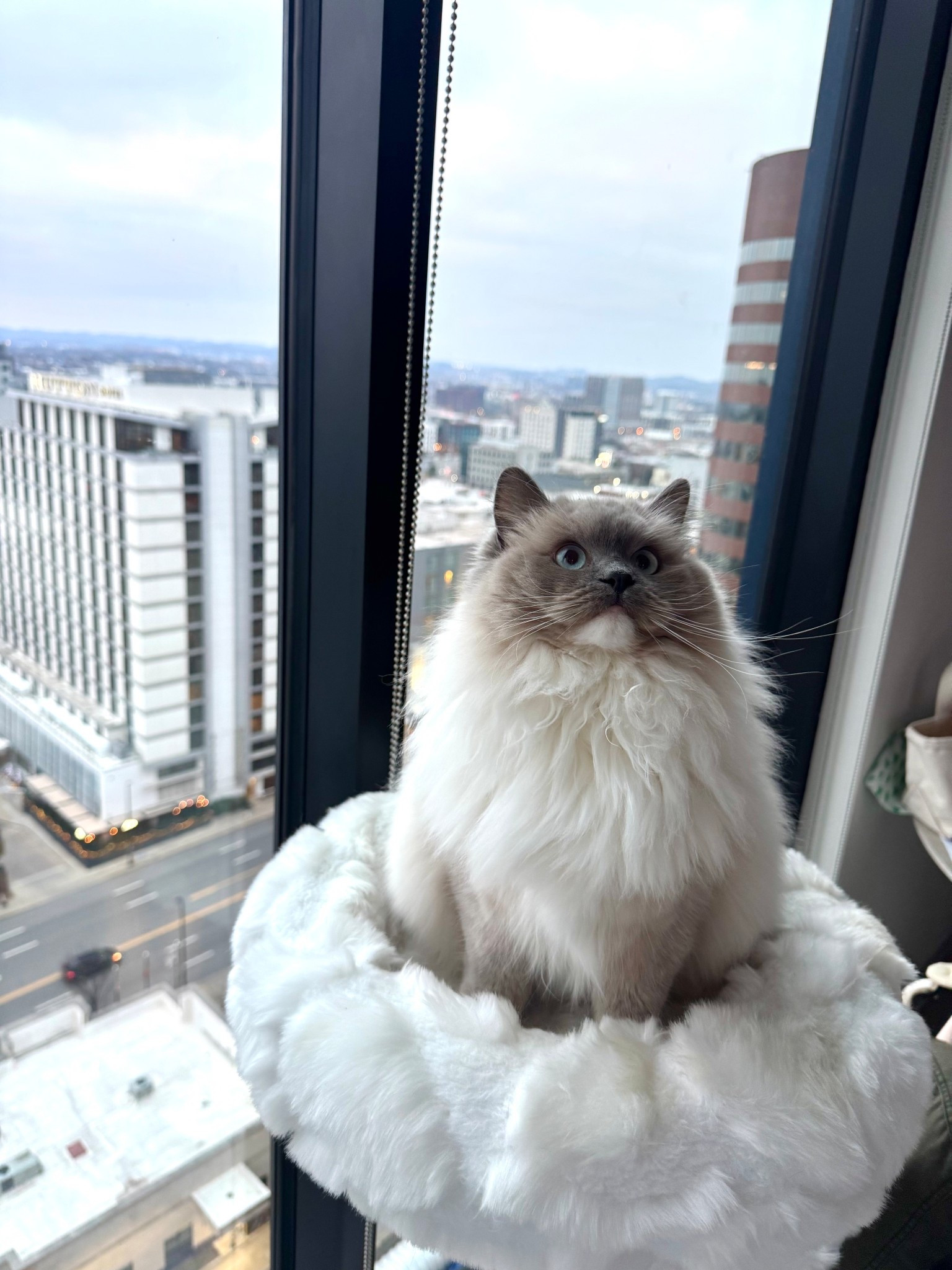 My little queen loves her cloud cat tree! 

#LTKstorytime #LTKHome #LTKBaby
