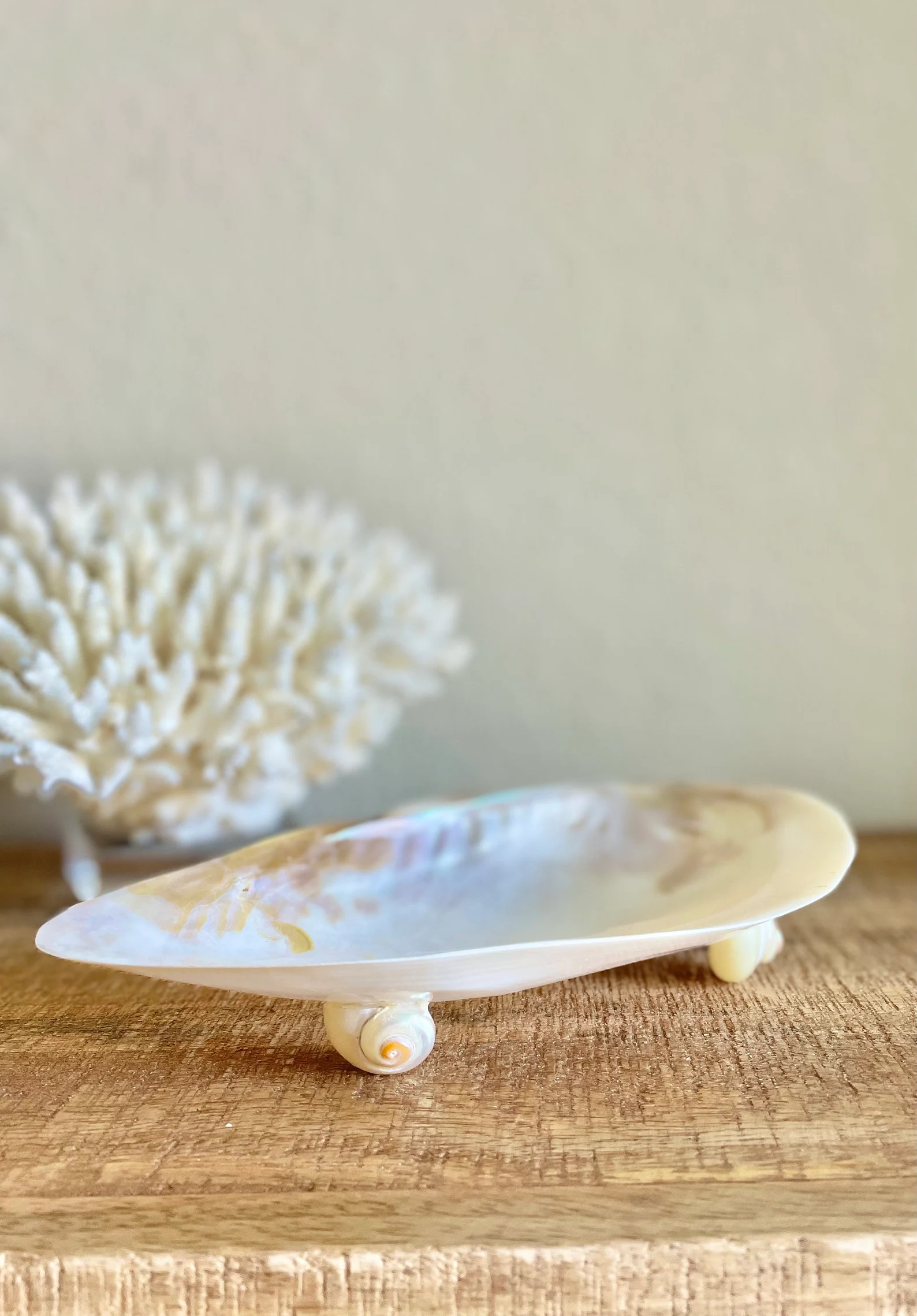 Mother of Pearl Footed Mussel Dish 7-8" Iridescent Seashell, Coastal Décor | Etsy (Global)