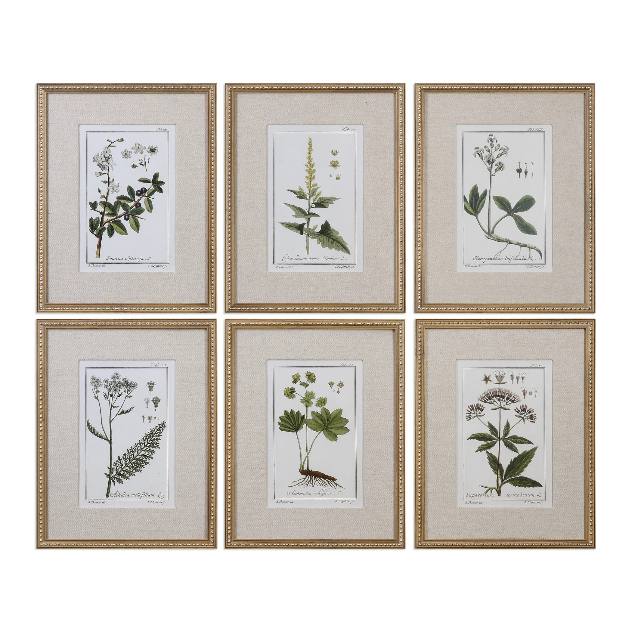 Floral Botanical Study by JENNIFER GOLDBERGER - 6 Piece Picture Frame Graphic Art Set | Wayfair Professional