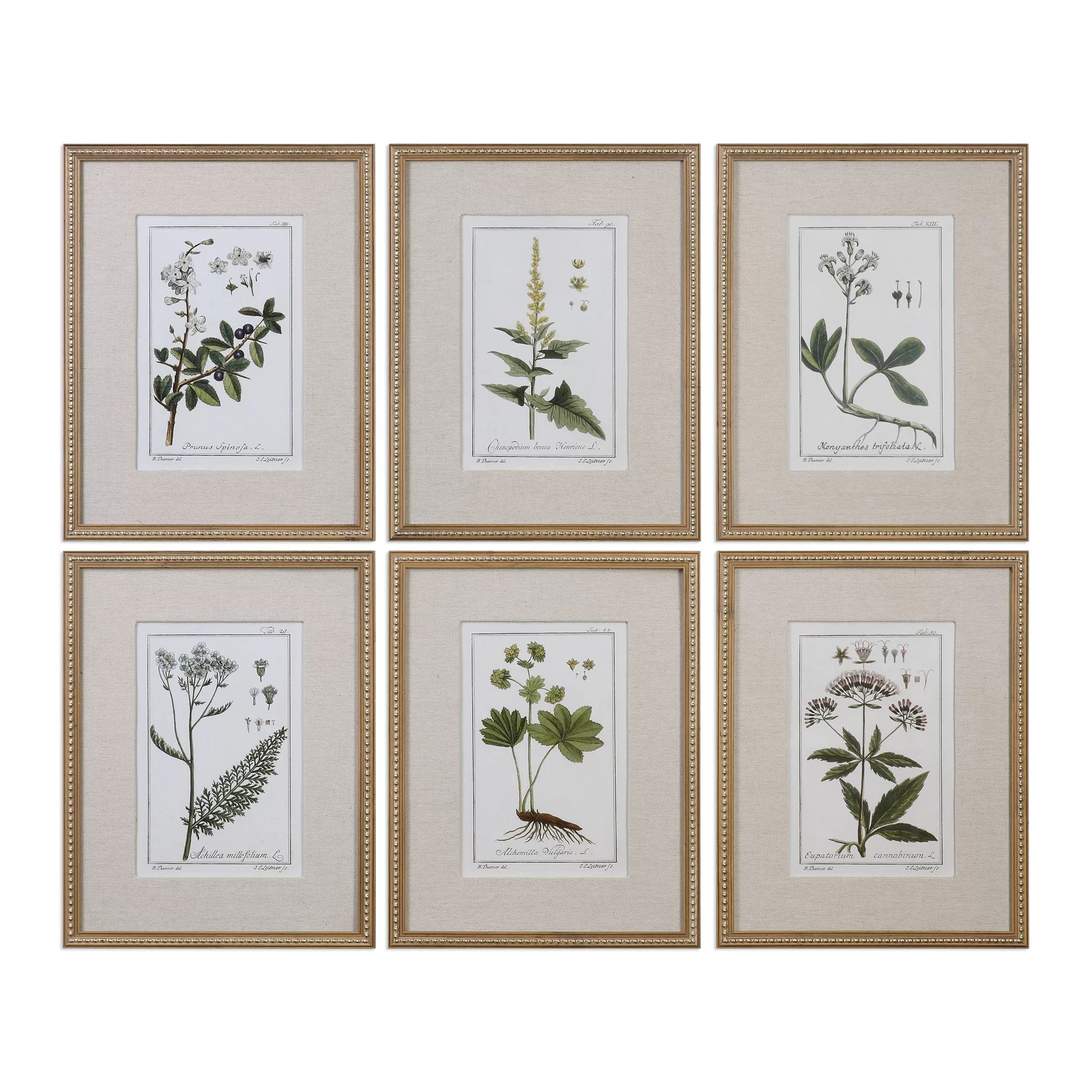 Floral Botanical Study by JENNIFER GOLDBERGER - 6 Piece Picture Frame Graphic Art Set | Wayfair Professional