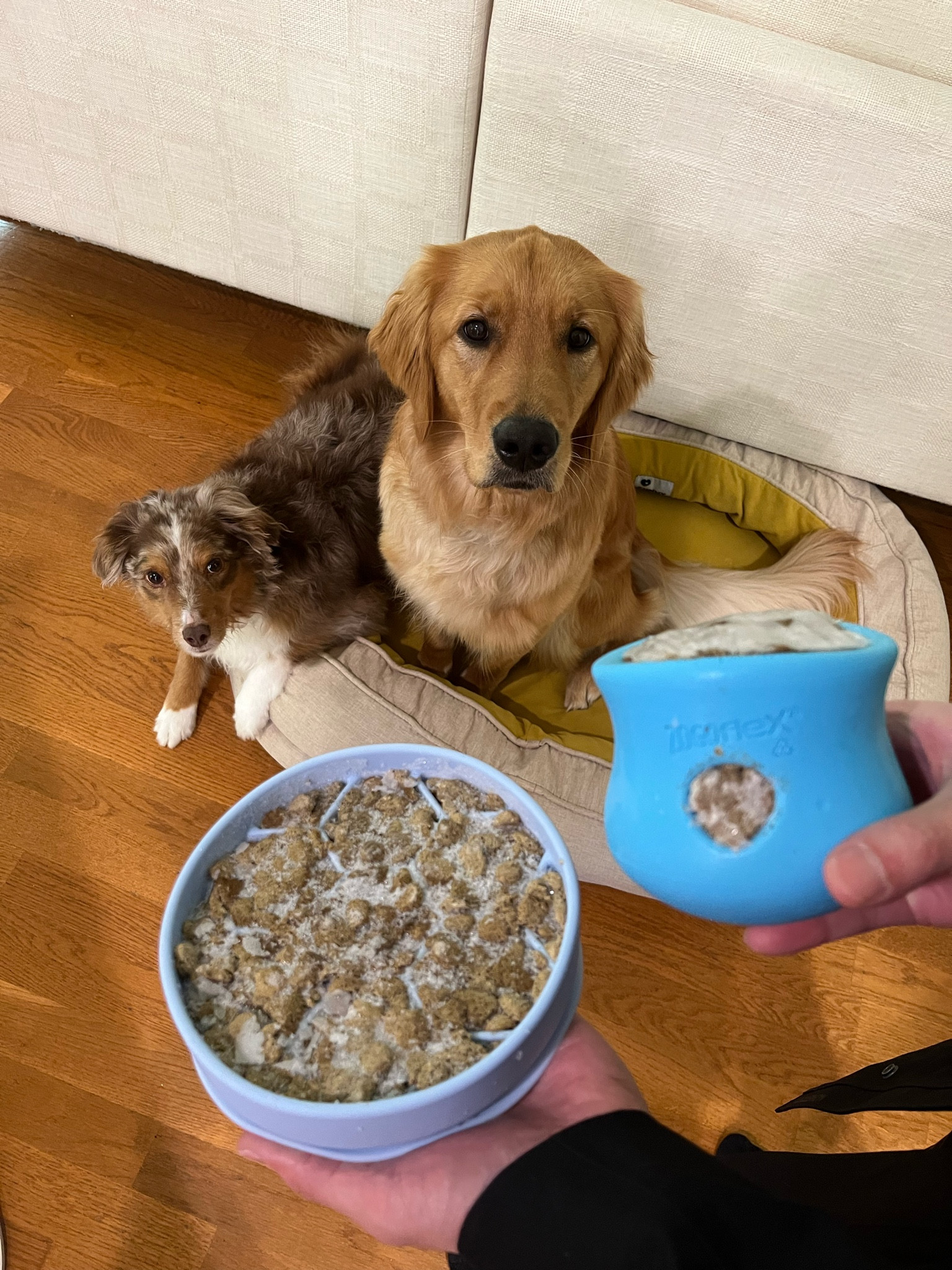 Lunch time slow feeders for Ayce & Aria 🐶




#LTKfindsunder50