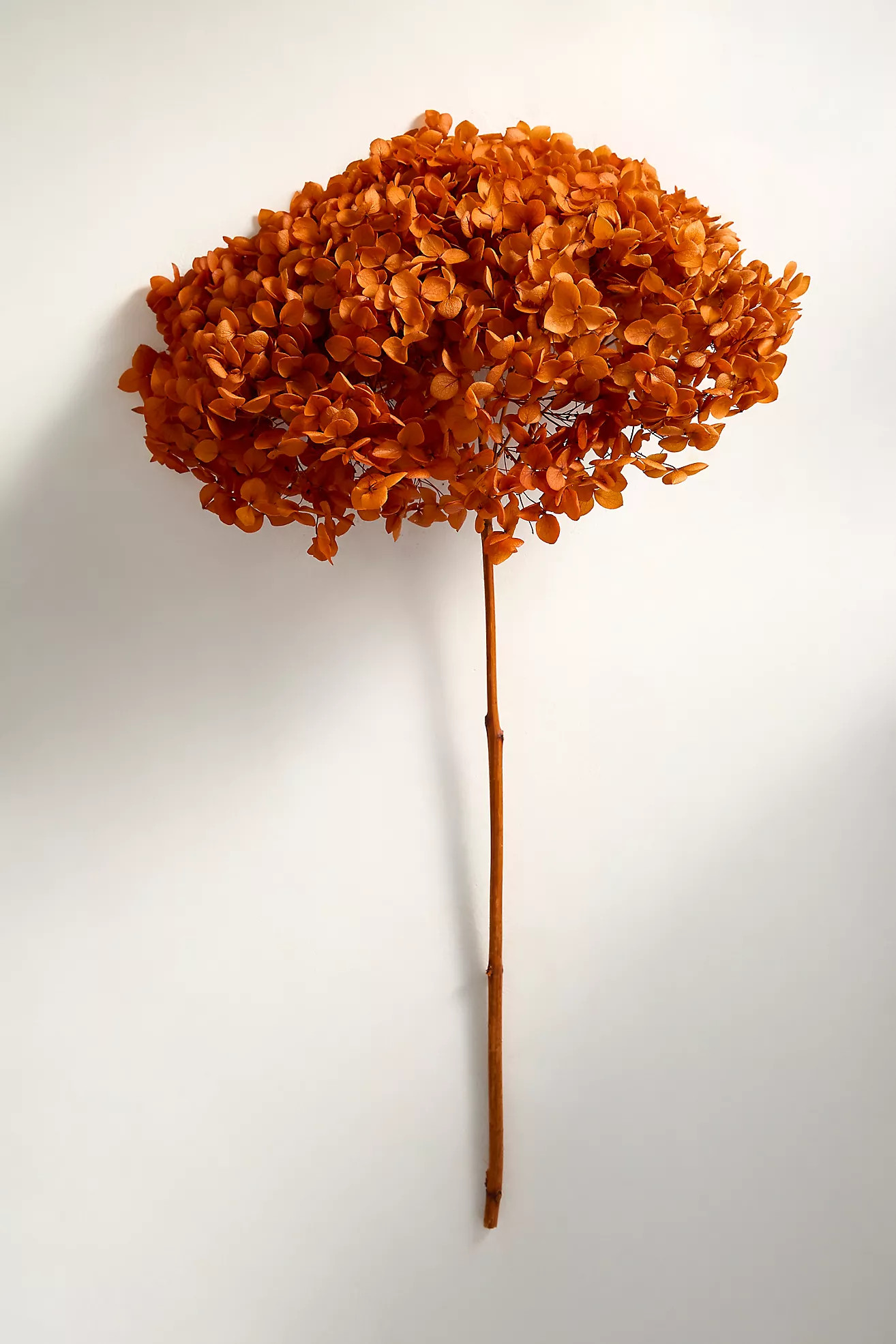Autumn Hues Dried Hydrangea Bunch | Anthropologie (US)